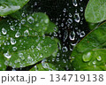 クモの巣についた雨粒と緑の葉 134719138