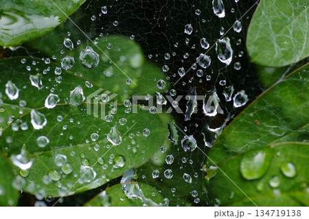 クモの巣についた雨粒と緑の葉 134719138