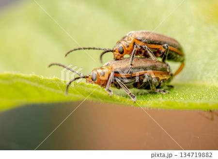 Figleaf Beetle 134719882