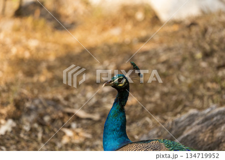 the peacock on the grass the peacock on the grass 134719952