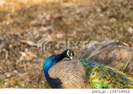 portrait of a peacock 134719958