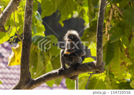 Dusky Langur sitting on the branch Dusky Langur sitting on the branch 134720556