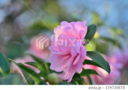 冬の光にほどける淡紅の椿 Soft Pink Camellia in Winter 冬の光にほどける淡紅の椿 Soft Pink Camellia in Winter 134720678