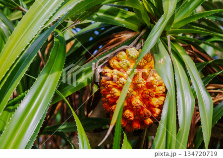熱帯植物 南洋植物 熱帯性植物 134720719