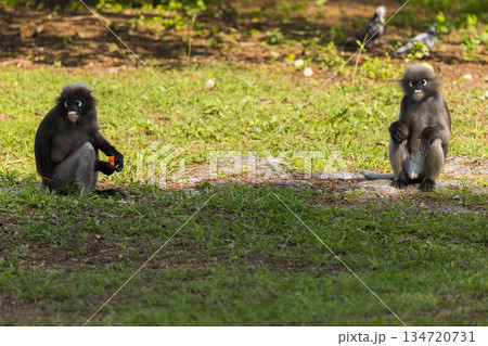 Dusky Langur in the forest Dusky Langur in the forest 134720731