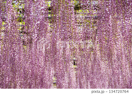 美しい満開の藤の花 134720764