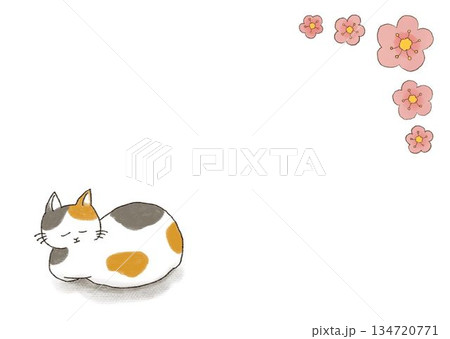 猫と桜の花のフレーム 134720771