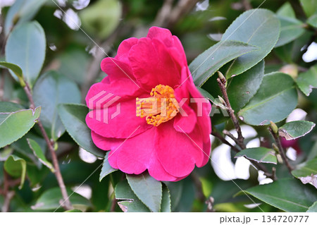 冬の庭で鮮やかに目覚める紅椿 Vivid Red Camellia in Winter Garden 134720777