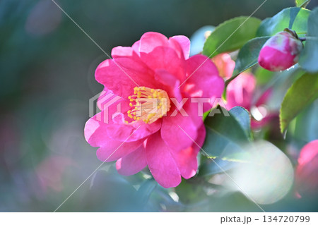 冬光にやさしく溶ける淡紅の椿 Soft Pink Camellia in Gentle Light 134720799