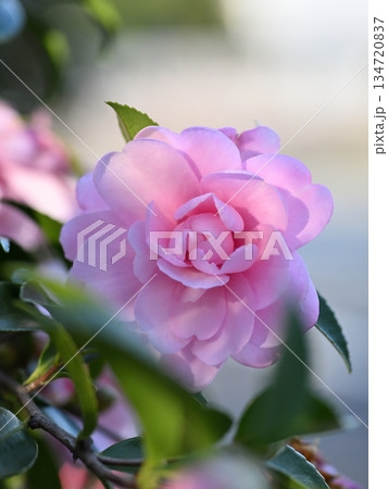 冬の光に包まれた淡紅の椿 Soft Pink Camellia in Winter Light 134720837