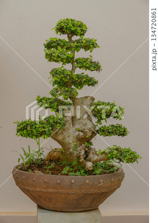 green bonsai tree in a pot green bonsai tree in a pot 134720861