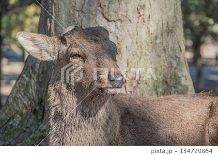 ニホンジカ（オス）　奈良公園浅茅ヶ原園地 134720864