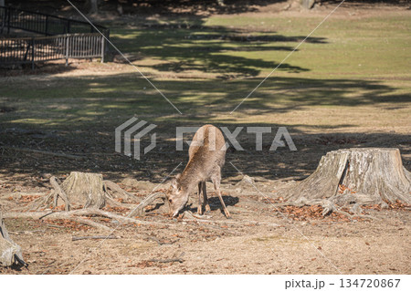 ニホンジカ（メス）　奈良公園浅茅ヶ原園地 134720867