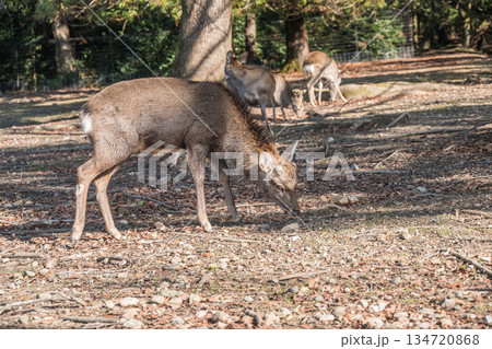 ニホンジカ(オス) 奈良公園浅茅ヶ原園地 ニホンジカ(オス) 奈良公園浅茅ヶ原園地 134720868