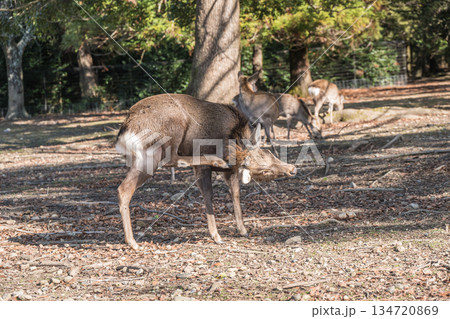 ニホンジカ（オス）　奈良公園浅茅ヶ原園地 134720869
