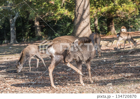 ニホンジカ（オス）　奈良公園浅茅ヶ原園地 134720870