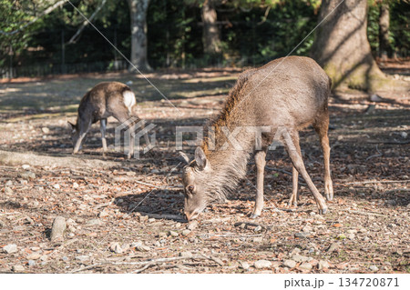 ニホンジカ（オス）　奈良公園浅茅ヶ原園地 134720871
