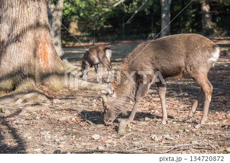 ニホンジカ（オス）　奈良公園浅茅ヶ原園地 134720872