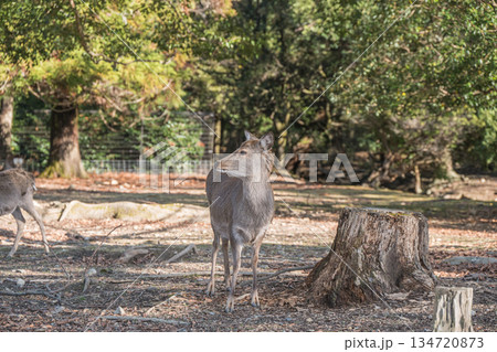 ニホンジカ（メス）　奈良公園浅茅ヶ原園地 134720873