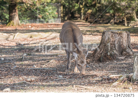 ニホンジカ(メス) 奈良公園浅茅ヶ原園地 ニホンジカ(メス) 奈良公園浅茅ヶ原園地 134720875