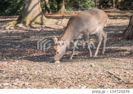 ニホンジカ（メス）　奈良公園浅茅ヶ原園地 134720876