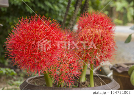 red and yellow flower in the garden red and yellow flower in the garden 134721002