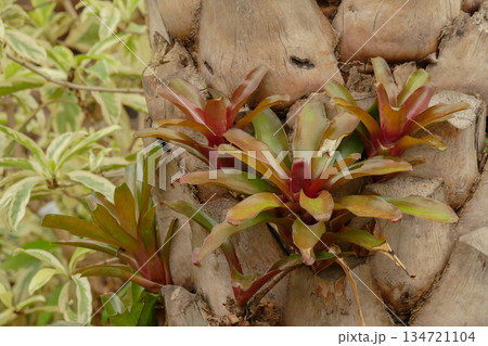 Bromeliad in tropical garden 134721104