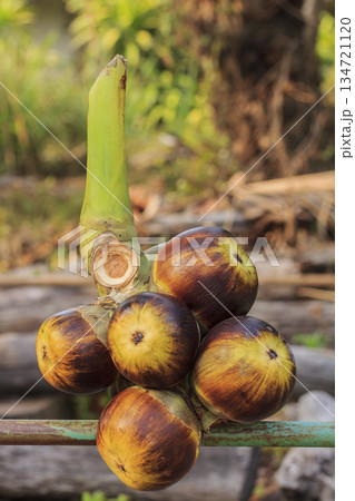 Palmyra palm fruit on floor 134721120
