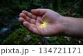 手のひらで、ほのかに光る、平家蛍 134721171