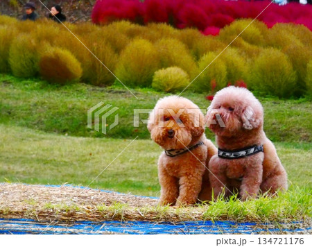 コキアと愛犬 コキアと愛犬 134721176
