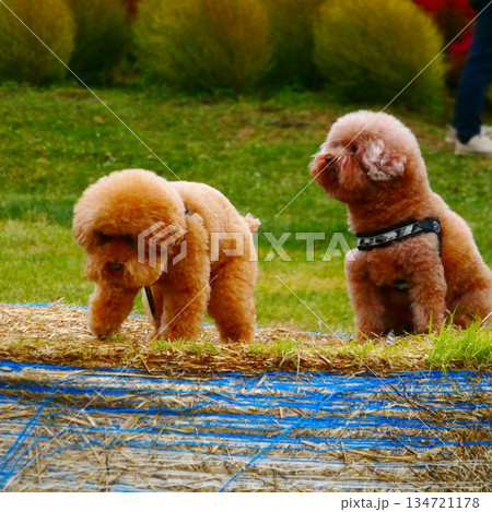 コキアと愛犬 コキアと愛犬 134721178