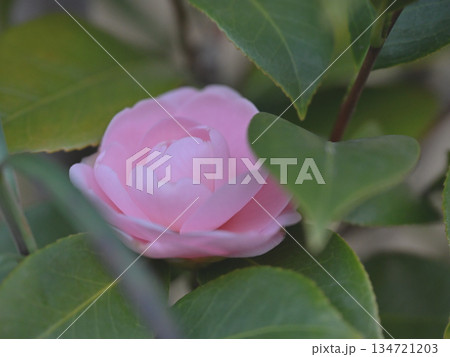 葉陰でそっと微笑む乙女椿 Gentle Pink Camellia 134721203