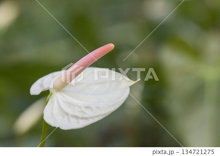 white anthurium flowers on green background white anthurium flowers on green background 134721275
