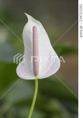 Anthurium flowers blooming in sunny day Anthurium flowers blooming in sunny day 134721281