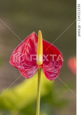 beautiful anthurium flower in the park beautiful anthurium flower in the park 134721330