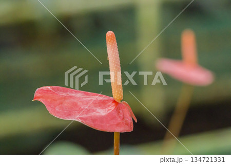 pink anthurium flower in nature pink anthurium flower in nature 134721331