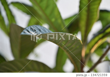 冬空に伸びる力強いビワの葉 Evergreen Loquat Leaves 134721359
