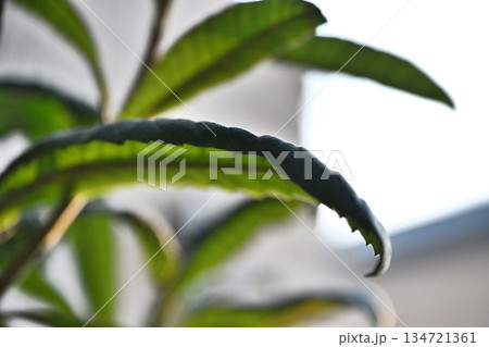 冬空に伸びる力強いビワの葉 Evergreen Loquat Leaves 134721361