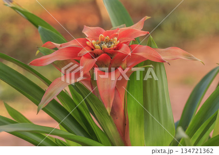 beautiful bromeliad flower in garden beautiful bromeliad flower in garden 134721362