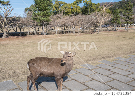 ニホンジカ(オス) 奈良公園浮雲園地 ニホンジカ(オス) 奈良公園浮雲園地 134721384