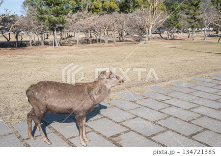 ニホンジカ(オス) 奈良公園浮雲園地 ニホンジカ(オス) 奈良公園浮雲園地 134721385