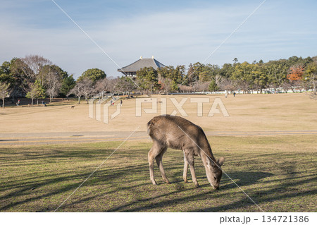 ニホンジカ（メス）　奈良公園春日野園地 134721386