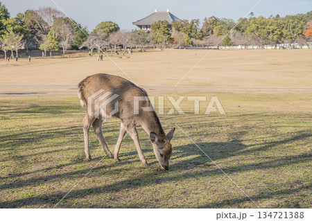ニホンジカ（メス）　奈良公園春日野園地 134721388