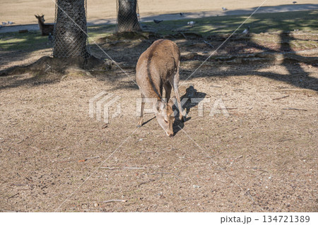 ニホンジカ(メス) 奈良公園春日野園地 ニホンジカ(メス) 奈良公園春日野園地 134721389