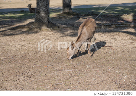 ニホンジカ（メス）　奈良公園春日野園地 134721390