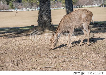ニホンジカ（メス）　奈良公園春日野園地 134721391
