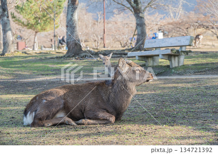 ニホンジカ（オス）　奈良公園春日野園地 134721392