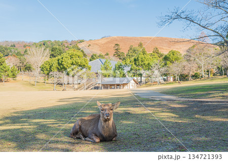 ニホンジカ(オス) 奈良公園春日野園地 ニホンジカ(オス) 奈良公園春日野園地 134721393