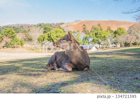 ニホンジカ（オス）　奈良公園春日野園地 134721395