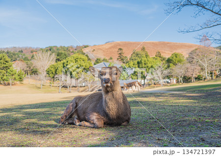 ニホンジカ(オス) 奈良公園春日野園地 ニホンジカ(オス) 奈良公園春日野園地 134721397